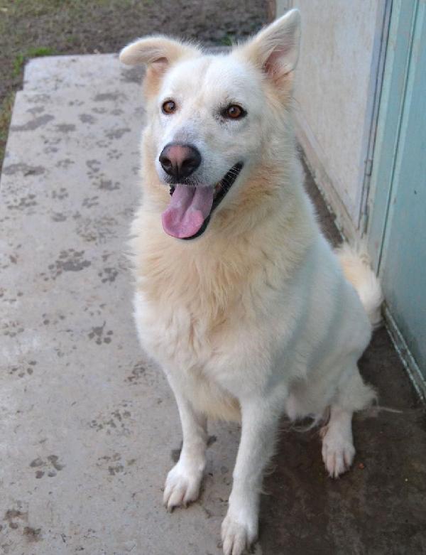 Gelsomina, Cagnolona Bella E Vivace (Pavia)